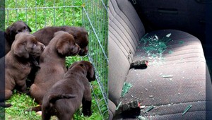 Polícia zachránila z rozpáleného auta 8 šteniat. Boli bez vody vo vlastných výkaloch