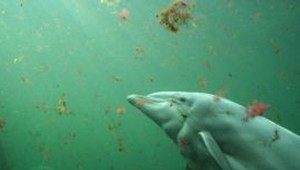 Rybári ubili na smrť zriedkavý druh riečneho delfína