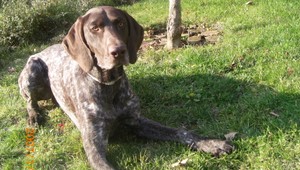 Hľadáme nemeckého stavača, zmizol na Devínskej Kobyle