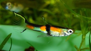 Aj rybičky majú svoju osobnosť