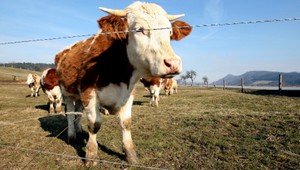 Osadníci zarezali kravu a vybrali z nej teliatko