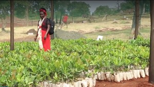 Orieškový biznis vytvorí tisícky pracovných miest. Za všetkým stoja Slováci