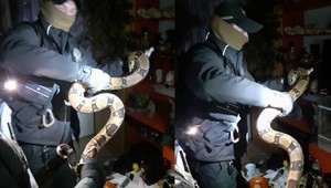 Kuriózny prípad v Prievidzi. Policajti odchytávali veľhada, ktorý ušiel z terária