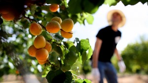 Na slovenských poliach už nemá kto robiť