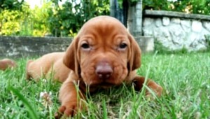 Aký pes sa k vám hodí? Poradíme vám!