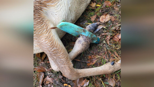 Desivé zábery zo Záhoria! Žalúdky plné odpadkov. Poľovníci varujú pred tragickými následkami