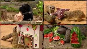 Šťastný medveď aj korytnačky. Takto si v ZOO užili vianočné darčeky!