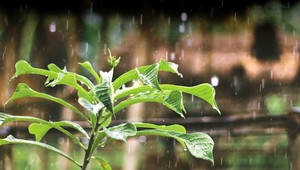 S letom prichádzajú aj letné búrky. Viete ako si chrániť rastliny?