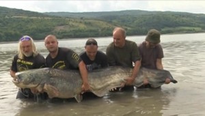 Nový rekord na Slovensku. Rybári ulovili gigantického sumca