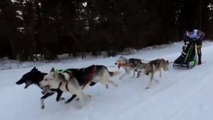 FOTO: Na majstrovstvách v psích záprahoch sa do súťaže zapojili aj kríženci z útulku