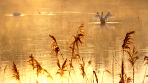Útok zhora. Máriu (22) trafila labuť, rozbila jej hlavu