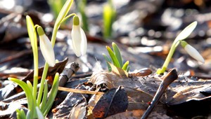 Počasie ako stvorené na vychádzku, možné sú aj teplotné rekordy