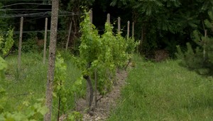 Slovenské víno nie je v skutočnosti slovenské. Vinári bijú na poplach