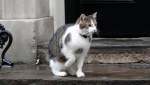 Kocúr Larry sa nesťahuje s Cameronom, zostáva na Downing Street 10