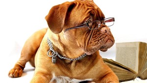 Chcete vedieť, aký starý je váš pes? Môžete si to vypočítať