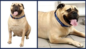 Videli ste už psa s váhou 72 kg? Toto je Mizzy...