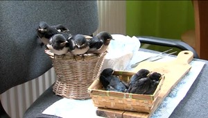 Zabili im rodičov. V Medzilaborciach zachránili malé lastovičky