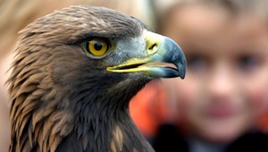 Môže dravec uniesť dieťa? Áno, no v tomto prípade ide o dielo študentov