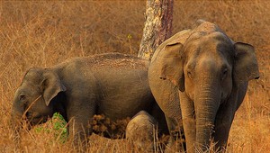 Fotografickú súťaž vyhral záber vystrašených slonov, utekajúcich pred agresívnymi ľuďmi