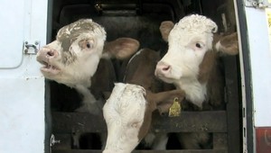 Rumuni chceli previesť teliatka z Poľska, natlačili ich do dodávky