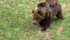 Muž prežil útok medveďa. Za život môže ďakovať psovi z útulku