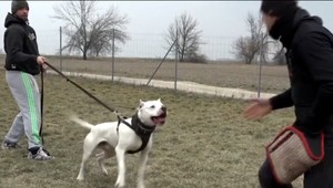 Pes v paneláku, žiadny problém. Ako si ho vychovať, aby na vás susedia nezazerali