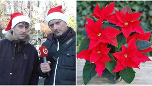 Oblíbená vánoční růže: Jak se o ni starat, aby vydržela co nejdéle?