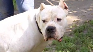 Vandal sa konečne vrátil domov. Súd o psovi rozhodoval takmer tri roky