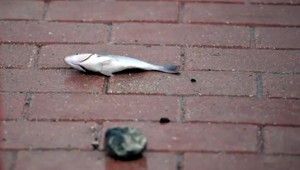 Veterno, miestami pršia ryby. Obyvatelia Malty zbierali úlovky na chodníkoch a cestách