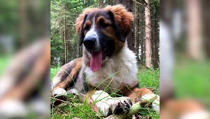 Počas prechádzky im zastrelili psa. Majiteľ podal trestné oznámenie