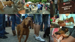 JOJka pomáhala. Útulkom z celého Slovenska