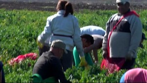 Rómovia a nezamestnaní majú o brigádu na farme záujem