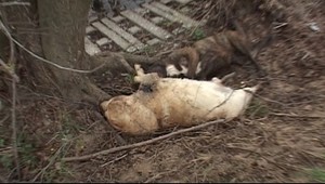 Poľovníci zastrelili psíkov, ktorí ušli majiteľom