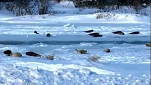 Po uliciach mesta sa pohybujú tulene. Do mora sa vrátiť nevedia, cesta im zamrzla