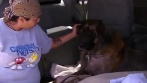 Veterinár vampír! Psa využíval ako darcu krvi, majitelia nič netušili