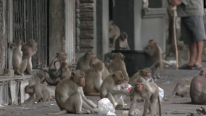 Opičie gangy terorizovali obyvateľov. Mesto muselo zakročiť