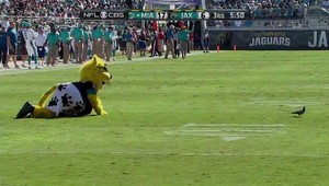 Ace Ventura v akcii. Ako maskot Jaxco holuba po ihrisku naháňal