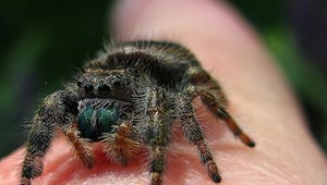 Muž chcel zabiť pavúka, podpálil celý dom