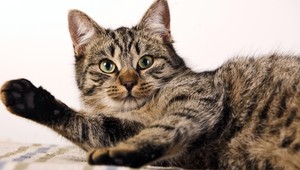 Zvlečená koža a rany. Pri Banskej Štiavnici ležalo týrané mačiatko