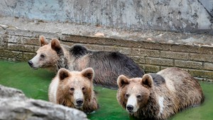 FOTO: Ako zvládajú horúčavy zvieratá v ZOO? Dostávajú nanuky aj sprchu