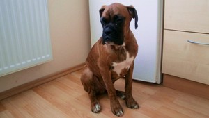 Hľadá sa boxer Bady z Malaciek! Nevideli ste ho?