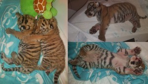 Majitelia tigríčat, ktoré uhynuli vo viedenskej ZOO, hovoria o nezodpovednosti. Podávajú aj žalobu