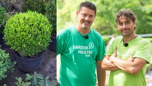 Máte v záhrade buxus, no stále sa mu nedarí? Nahraďte ho TÝMTO kríkom, rastie ako divý!