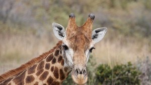 V koši na odpad našli rozsekanú žirafu