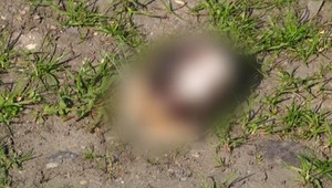 Tínedžeri utýrali k smrti mačku, potom ju váľali po tráve