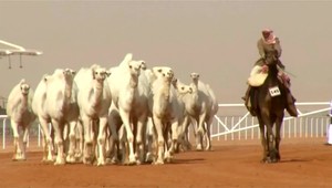 Na súťaže krásy diskvalifikovali ťavy, použili botox