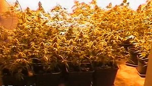 Policajti kosili "trávu" v pizzérii