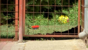 Pes uhryzol do hlavy iba dvojročné dievčatko