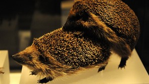 FOTO: Aj zvieratká majú radi sex...