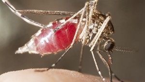 Na Slovensku máme komáre, ktoré prenášajú maláriu